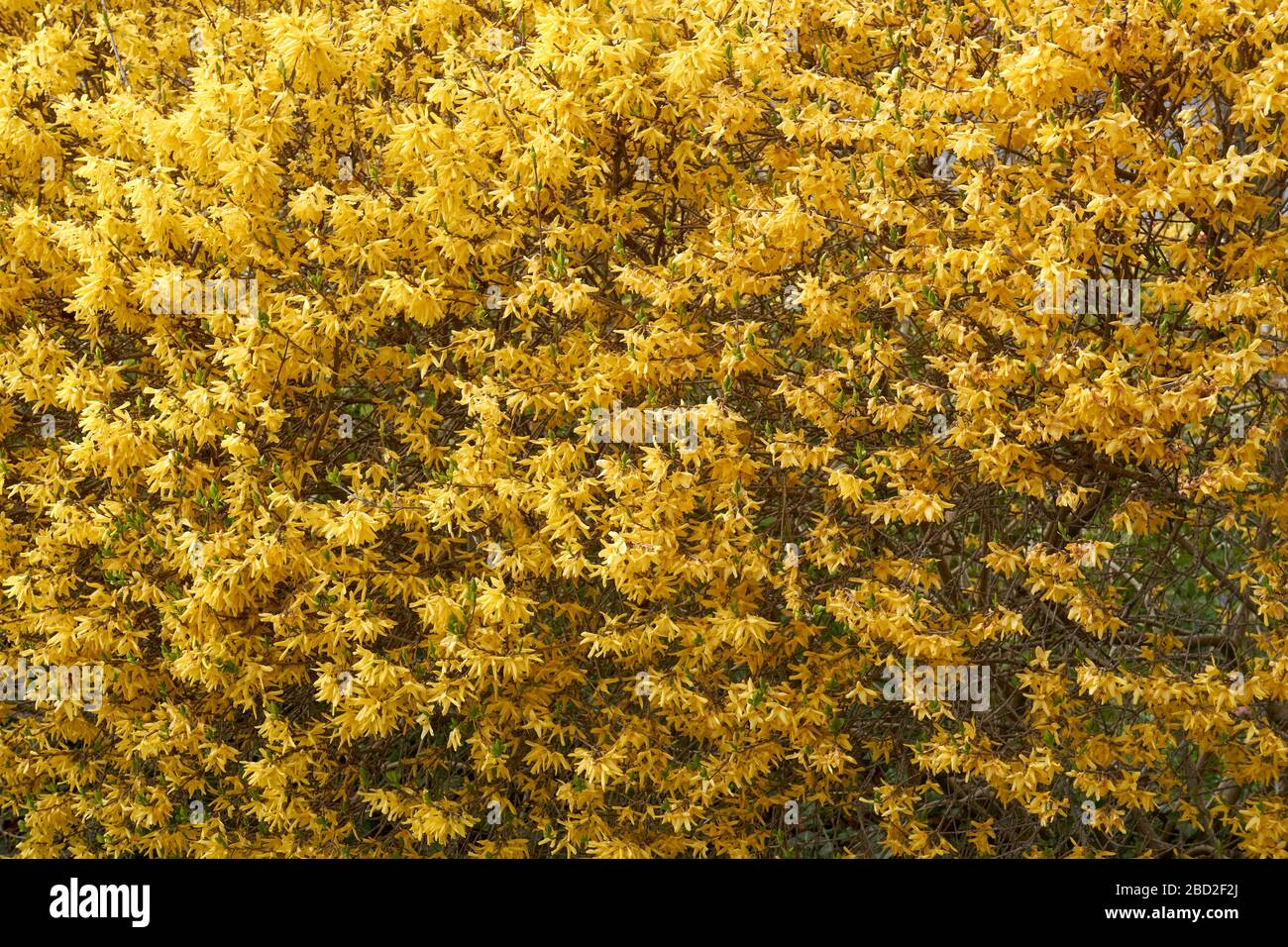 Closeup of yellow flowering Forsythia x intermedia or Border Forsythia shrub in Vancouver, BC, Canada Stock Photo