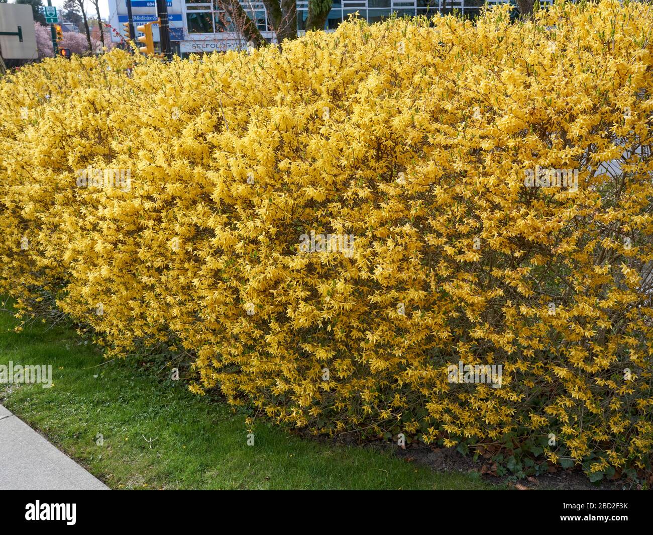 Yellow flowering Forsythia x intermedia or Border Forsythia hedge in Vancouver, BC, Canada Stock Photo