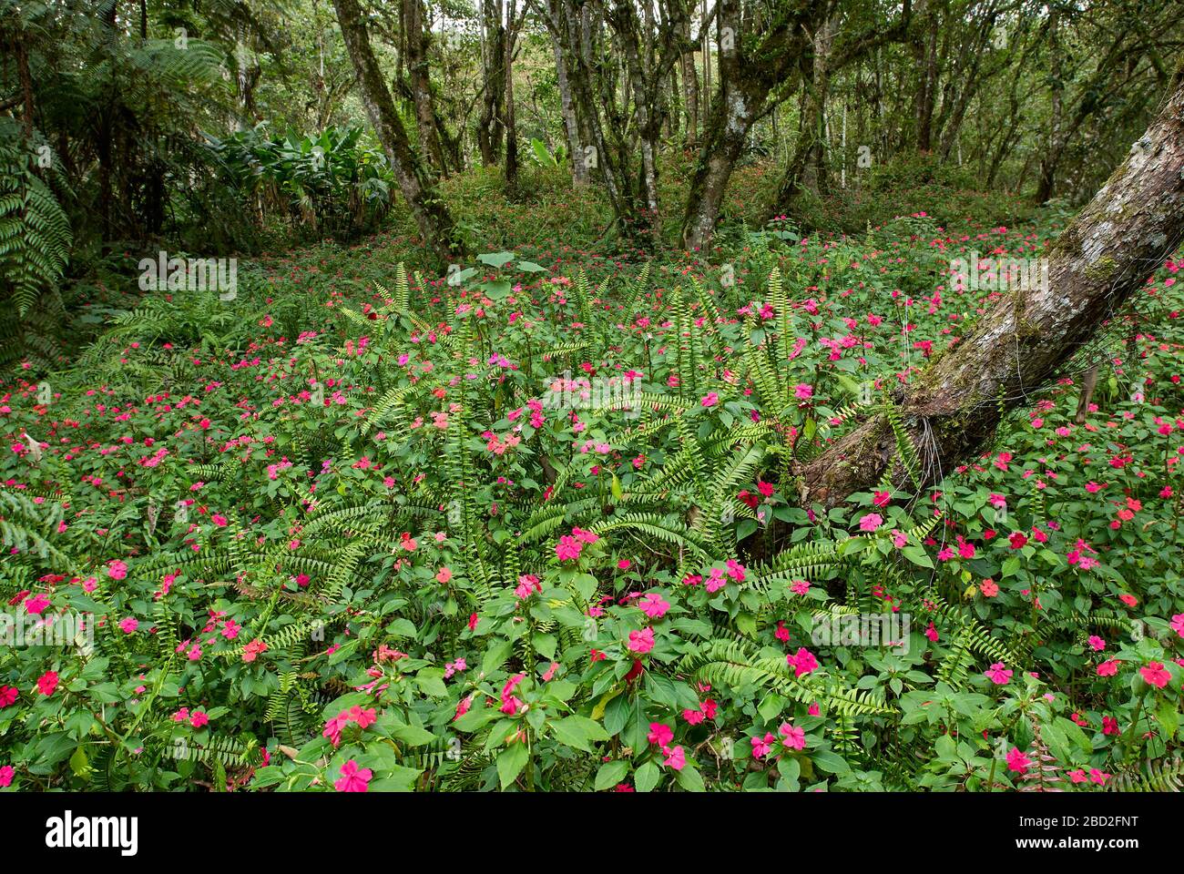 carpet of flowers from BUSY LISSY in djungle, Impatiens walleriana, Merida, Venezuela, South America, America Stock Photo