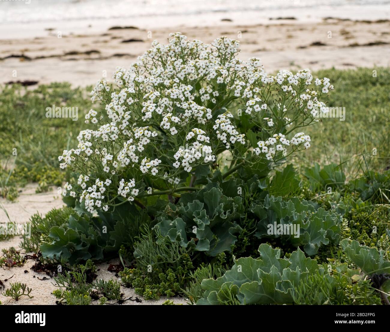 Sea cabbage on the beach of St Agnes, Isles of Scilly Stock Photo