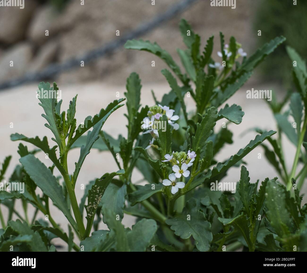 Sea rocket growing on the beach on St Agnes, Isles of Scilly Stock Photo