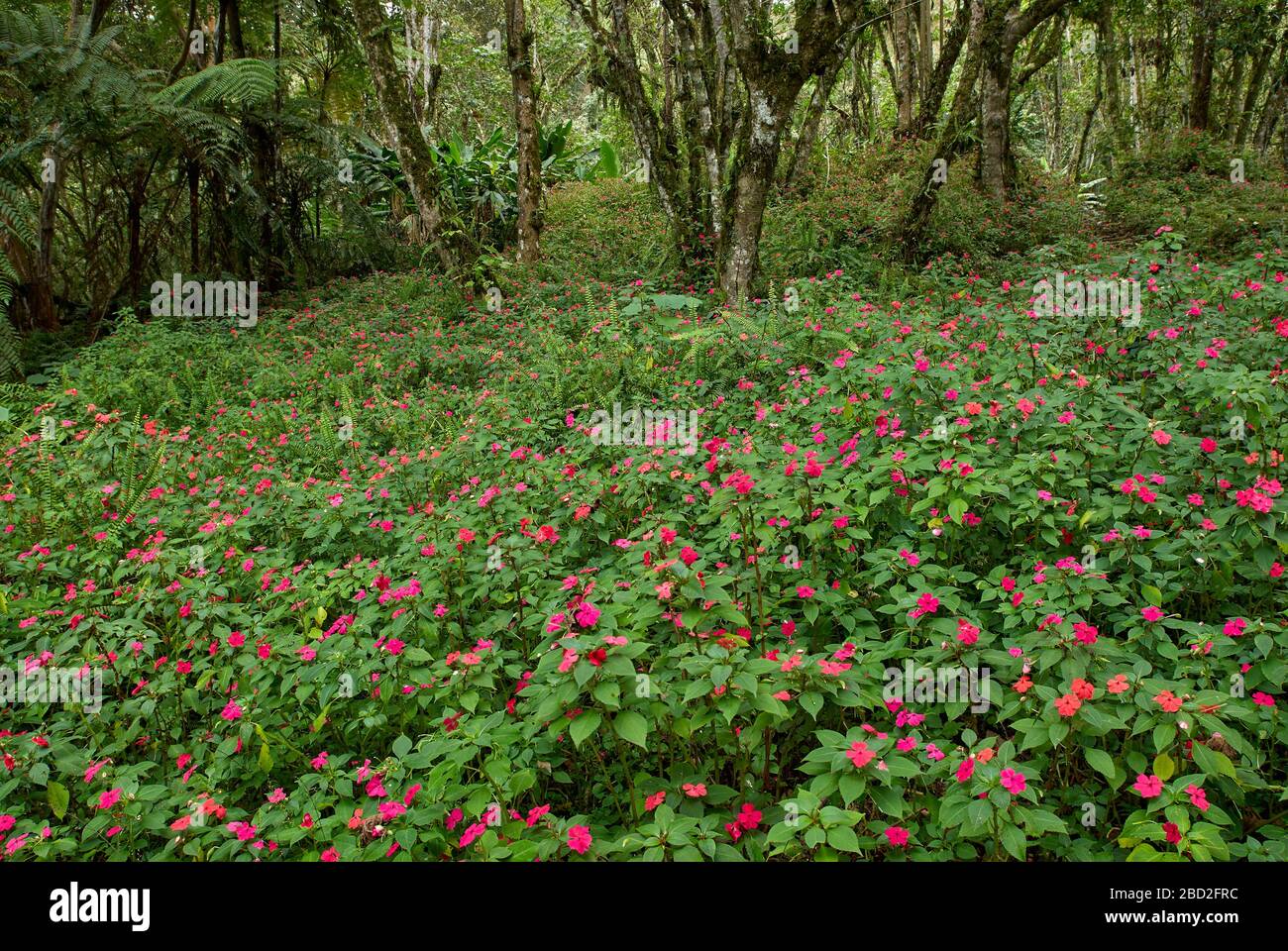 carpet of flowers from BUSY LISSY in djungle, Impatiens walleriana, Merida, Venezuela, South America, America Stock Photo