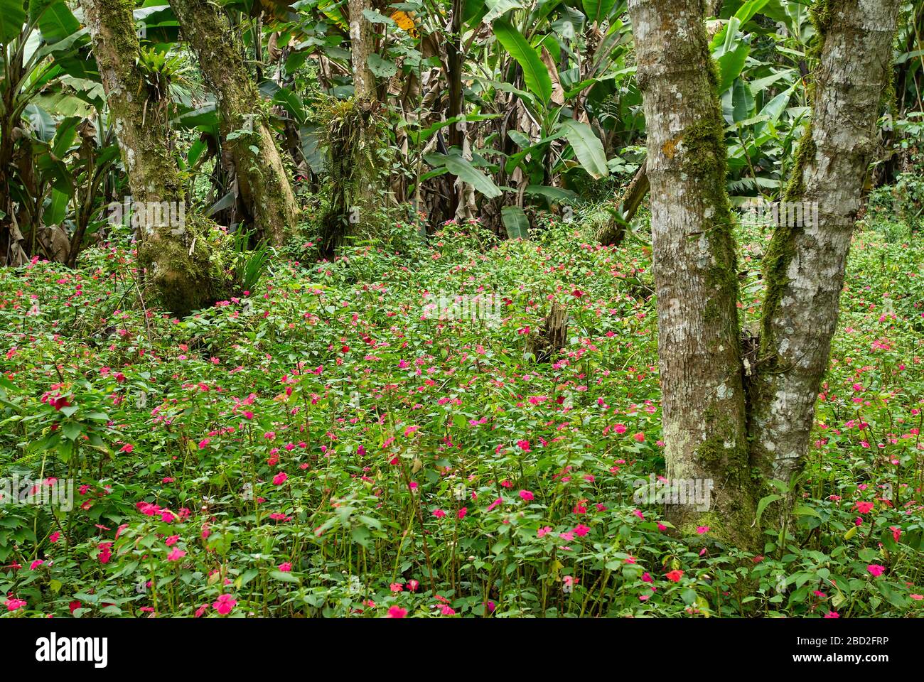carpet of flowers from BUSY LISSY in djungle, Impatiens walleriana, Merida, Venezuela, South America, America Stock Photo
