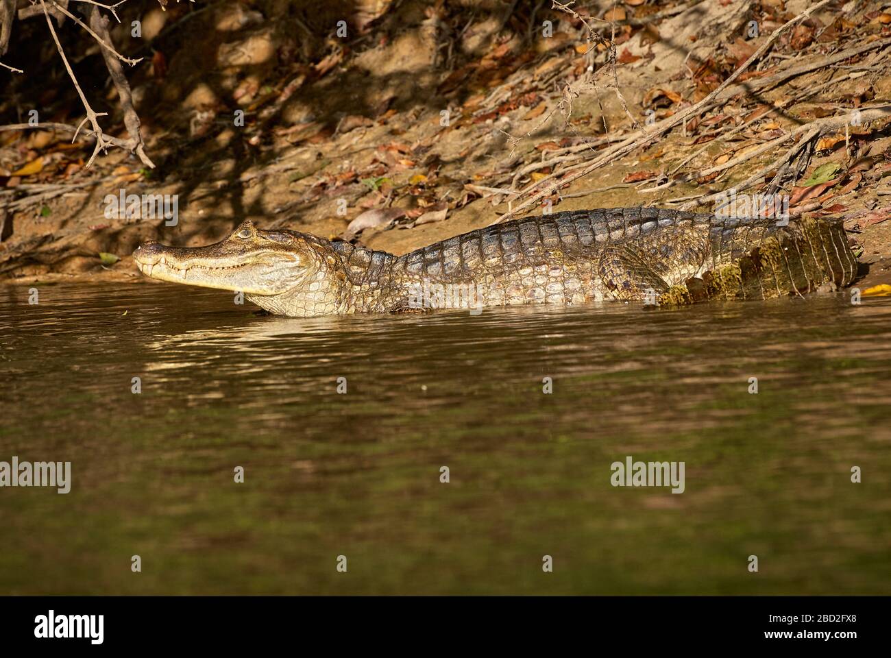Common caiman lying in the sun, Caiman crocodilus, LLANOS, Venezuela, South America, America Stock Photo