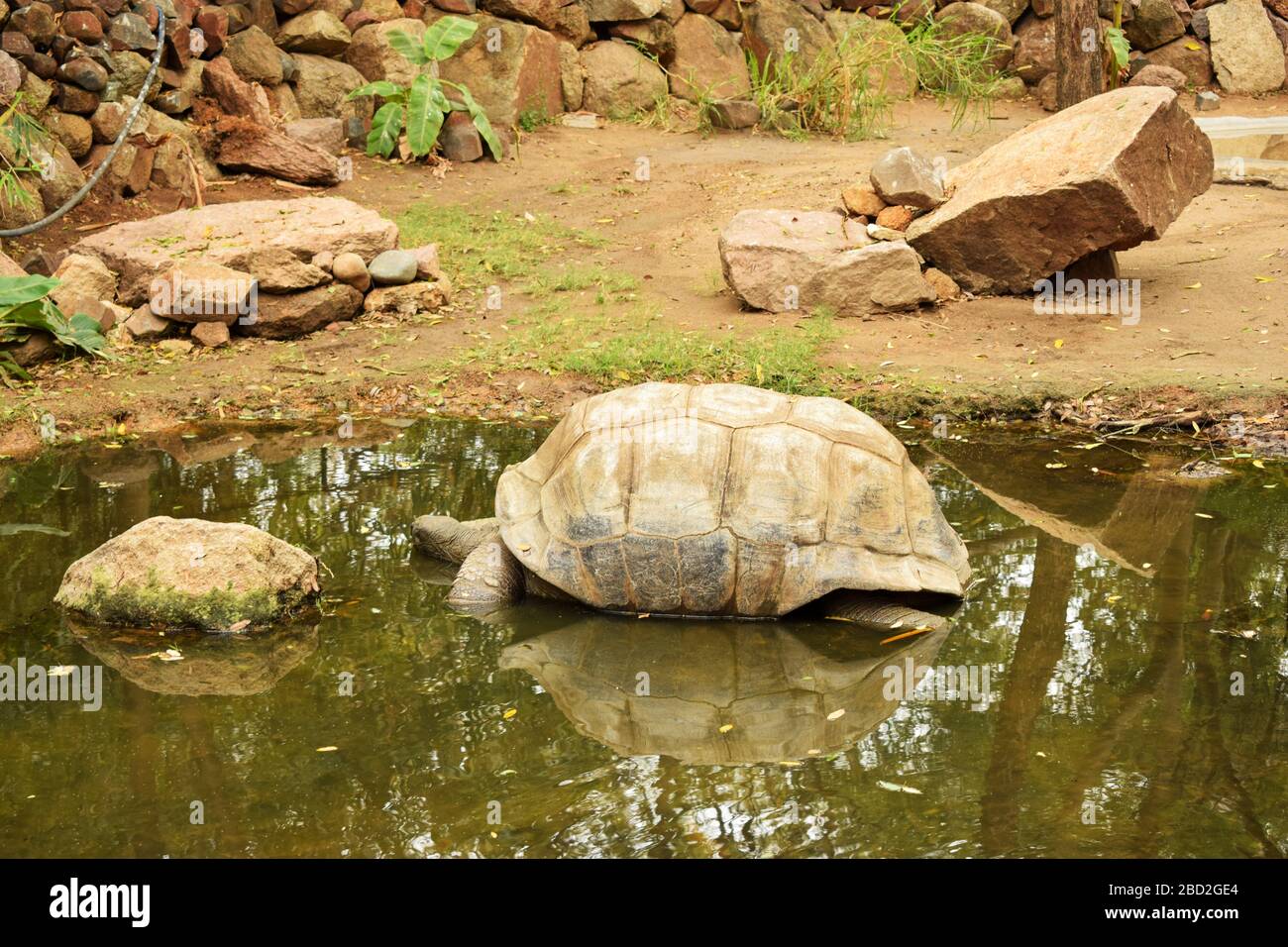 Galapagos  Giant Tortoise. Big  Turtle. Wildlife Stock Photograph Image Stock Photo