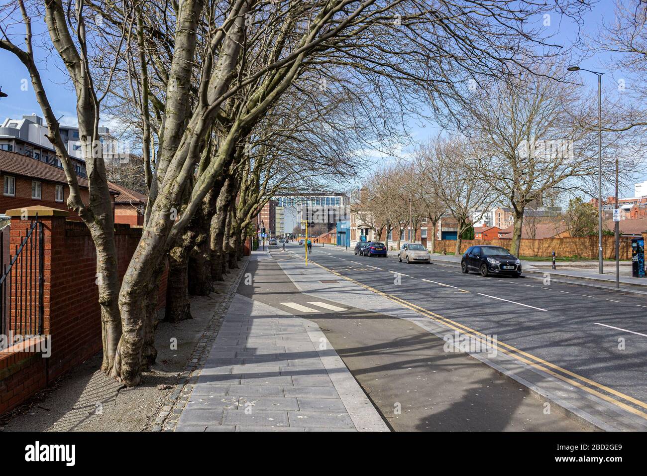 Trees on Park Lane, dual use pavement for pedestrians and cyclists, Liverpool Stock Photo