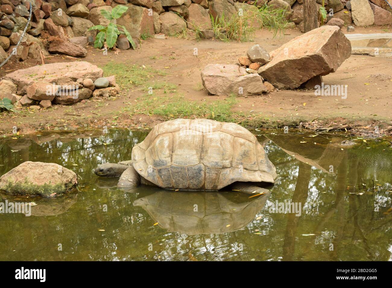 Galapagos  Giant Tortoise. Big  Turtle. Wildlife Stock Photograph Image Stock Photo