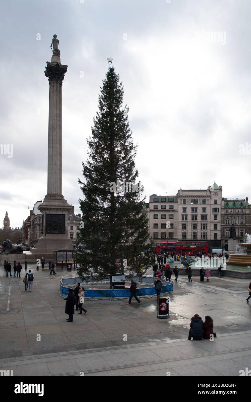 Christmas Tree 2013 in Trafalgar Square, Charing Cross, London WC2N 5DN Stock Photo