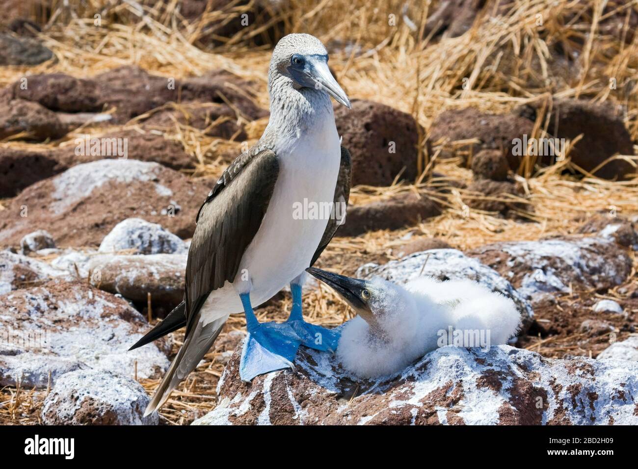Blue-footed Booby, mother, newborn chick, Sula nebouxii, diving seabird; wildlife, animal, Galapagos Islands; South America, Espanola Island; Hood Isl Stock Photo