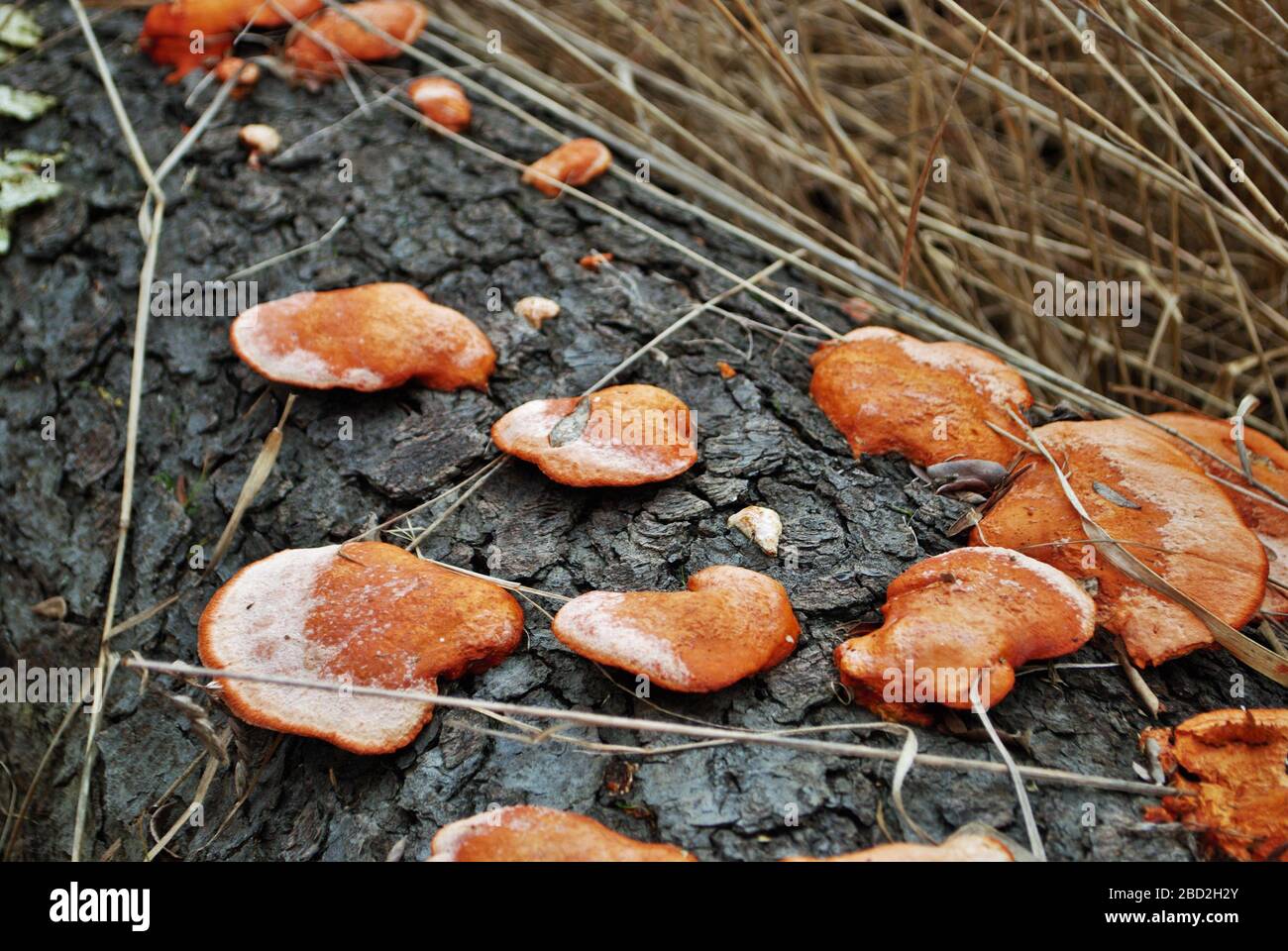 orange bracket fungus growing on a fallen tree in the woods Stock Photo