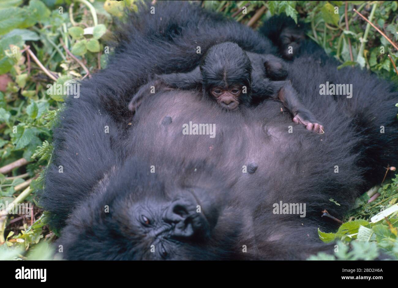 Mountain Gorilla (Gorilla gorilla beringei) newborn suckling, Volcanoes National Park, Rwanda. Stock Photo