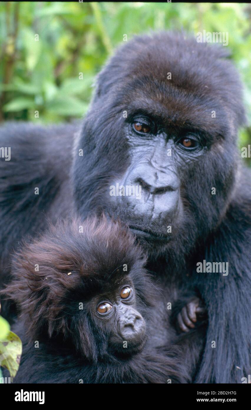 Mountain Gorilla (Gorilla gorilla beringei) mother and young, Volcanoes National Park, Rwanda. Stock Photo