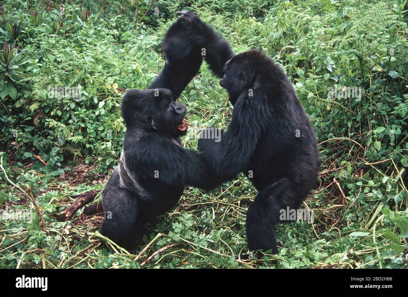Mountain Gorilla (Gorilla gorilla beringei) males play-fighting, Volcanoes National Park, Rwanda. Stock Photo