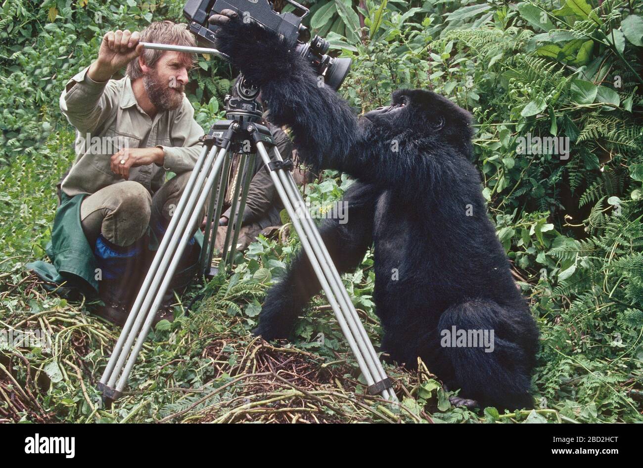 Mountain Gorilla (Gorilla gorilla beringei) investigating BBC film crew camera, looking at own reflection in lens, Volcanoes National Park, Rwanda. Stock Photo