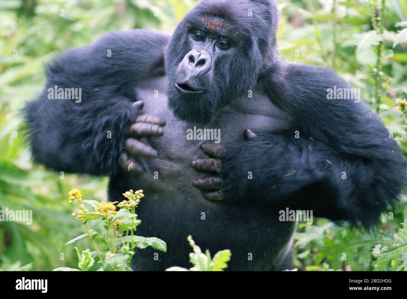 Mountain Gorilla (Gorilla gorilla beringei) silverback male beating chest, Volcanoes national Park, Rwanda. Stock Photo