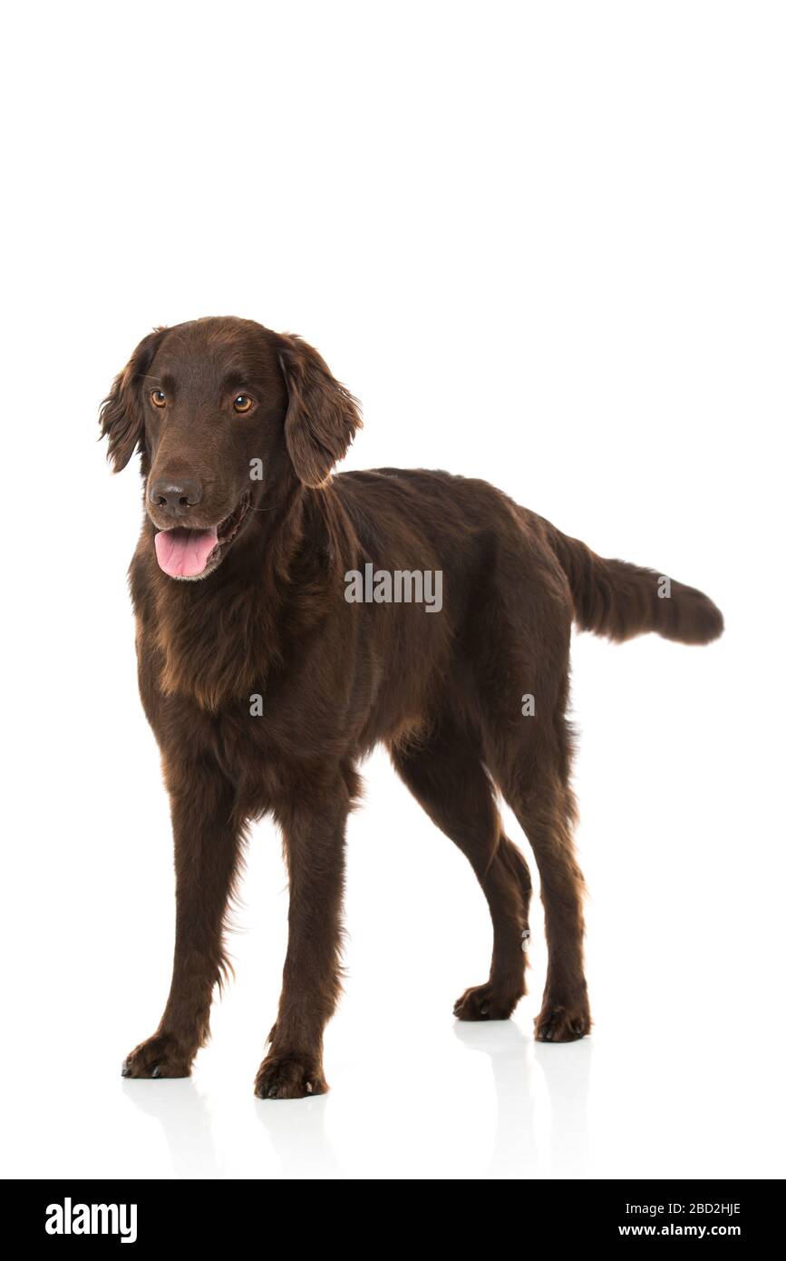 Flat coated retriever isolated on white background Stock Photo