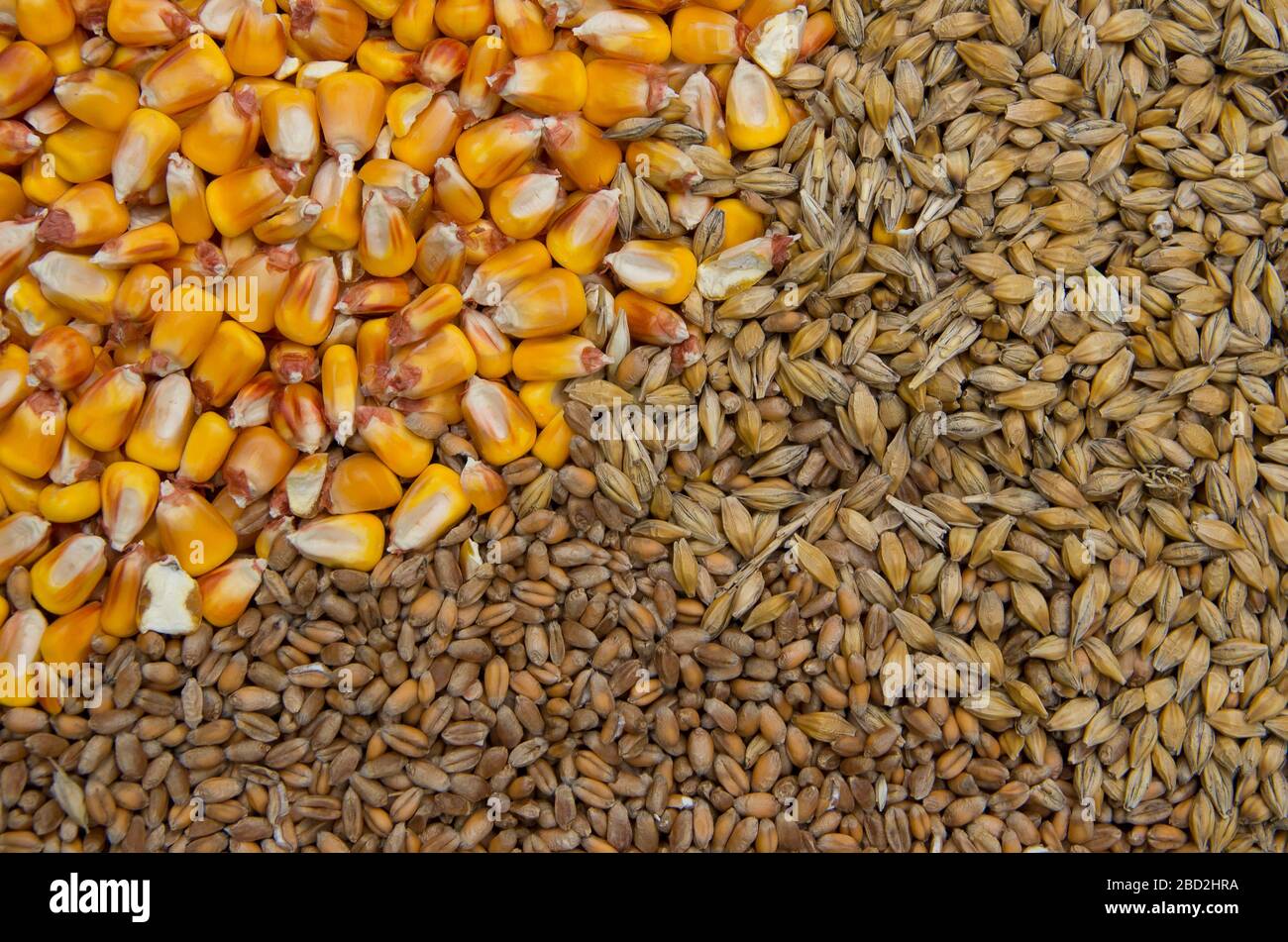 food grains maize, wheat and barley Stock Photo