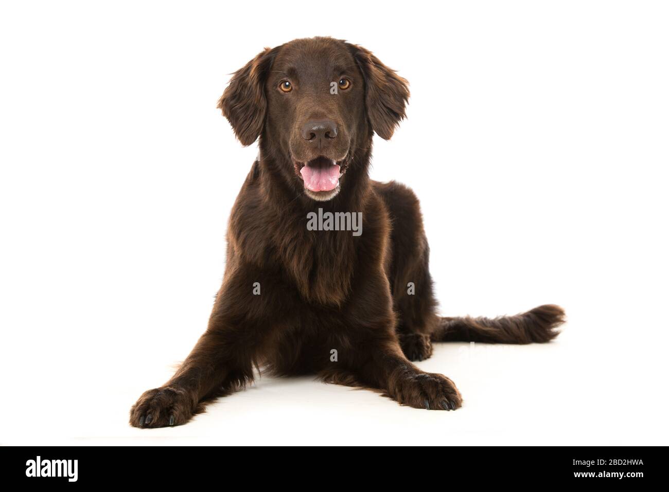 Flat coated retriever isolated on white background Stock Photo