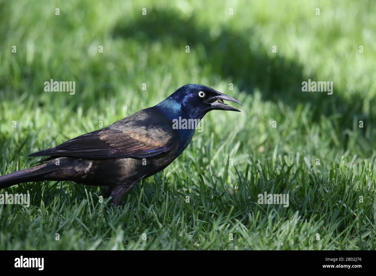 Common Grackle eating a seed Stock Photo Alamy