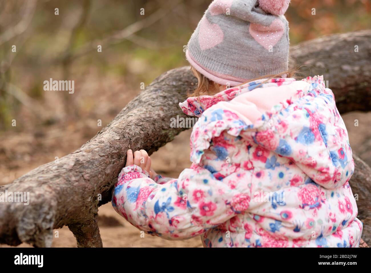 Closeup of a caucasian child girl in warm clothing touching the rough bark of a branch of a pine tree at the beginning of spring in March in Germany Stock Photo
