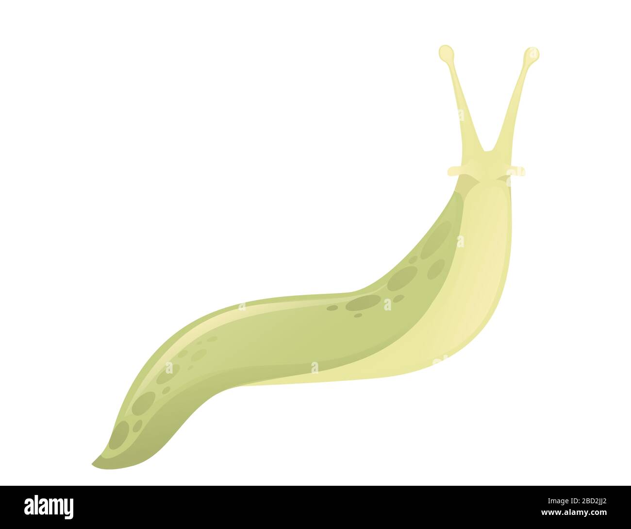Green slug cartoon animal design flat vector illustration isolated on white  background Stock Vector Image & Art - Alamy