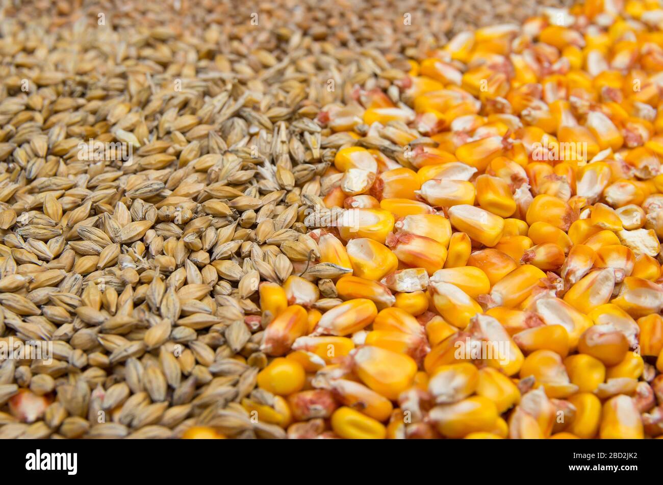 Grain. Maize and barley Stock Photo
