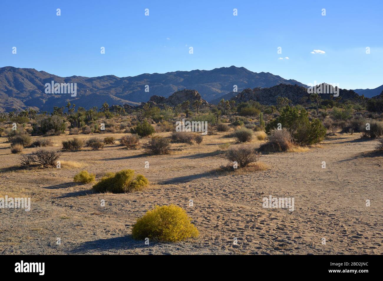 Scenic landscape in the Joshua Tree Nationalpark with footprints of visitors and tourists on the earth Stock Photo