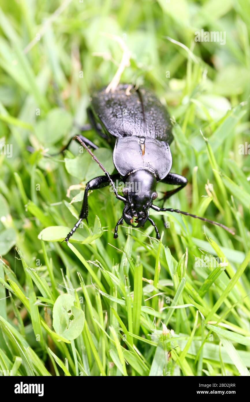Close up of a black beetles, on green backgroundNahaufnahme von einem schwarzem Laufkäfer, auf grünem Hintergrund Stock Photo