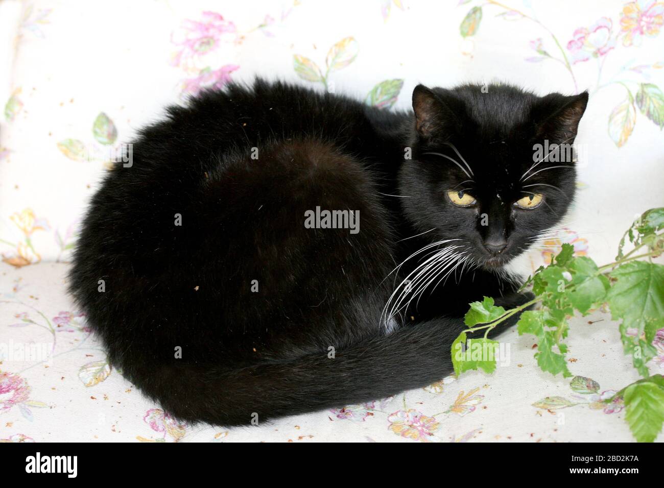 Black cat sleeping in the garden on a garden chairSchwarze Katze schläft im Garten auf einem Gartenstuhl Stock Photo
