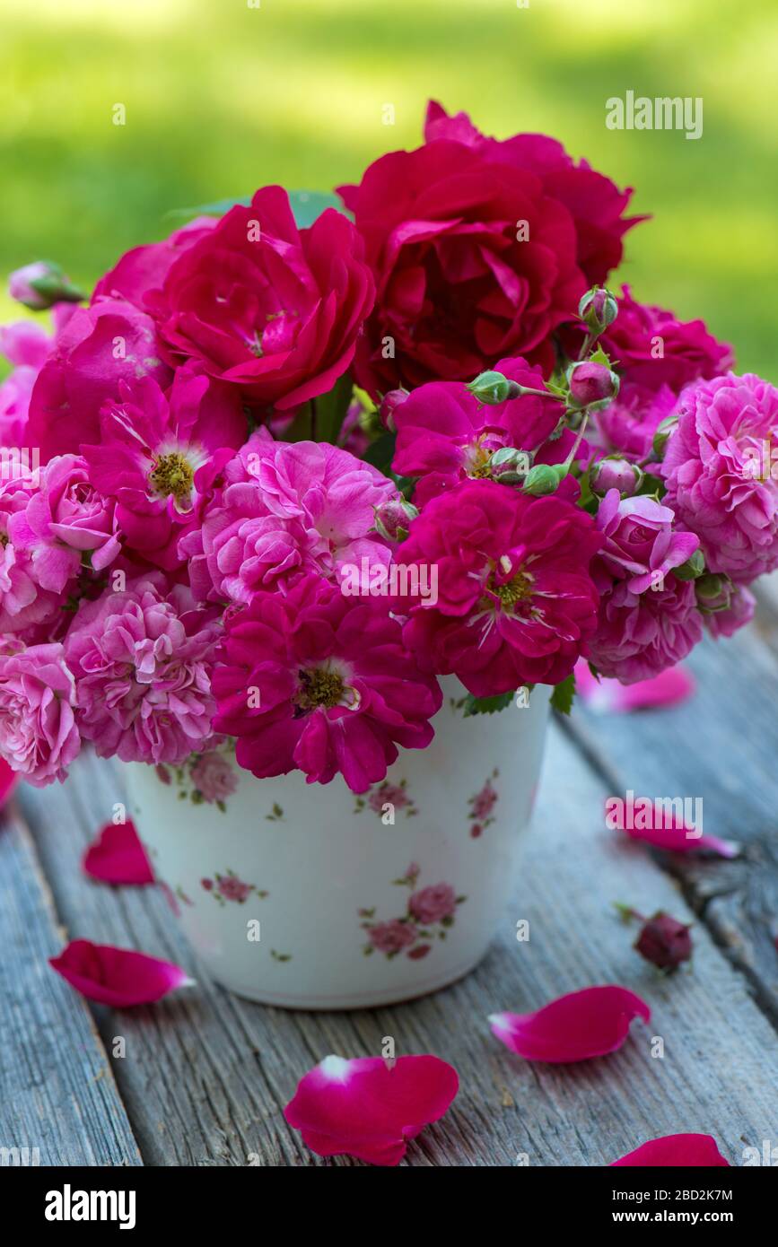 Red rose flower pot hi-res stock photography and images - Alamy