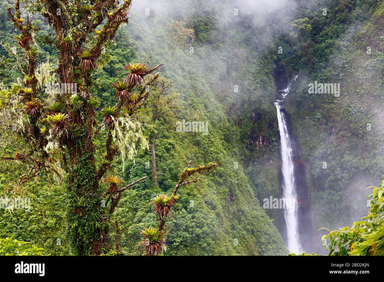 A wide shot of a waterfall in the cloud forest of Costa Rica, with a dead tree covered in bromeliads in the foreground. Stock Photo