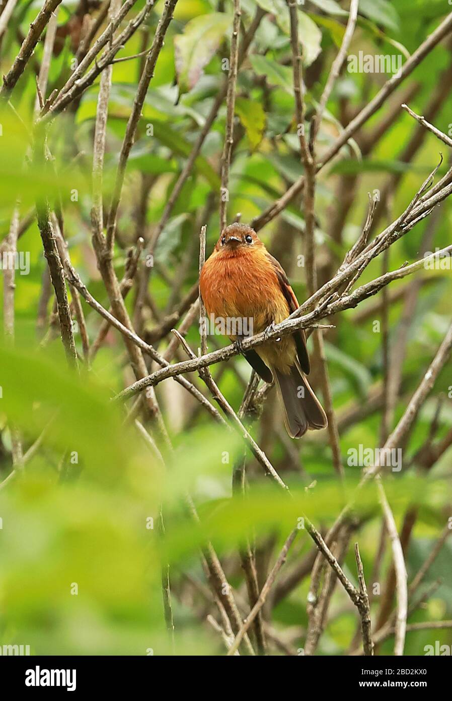 Cinnamon Flycatcher (Pyrrhomyias cinnamomeus) adult perched on branch  Leymebamba; Peru            March Stock Photo