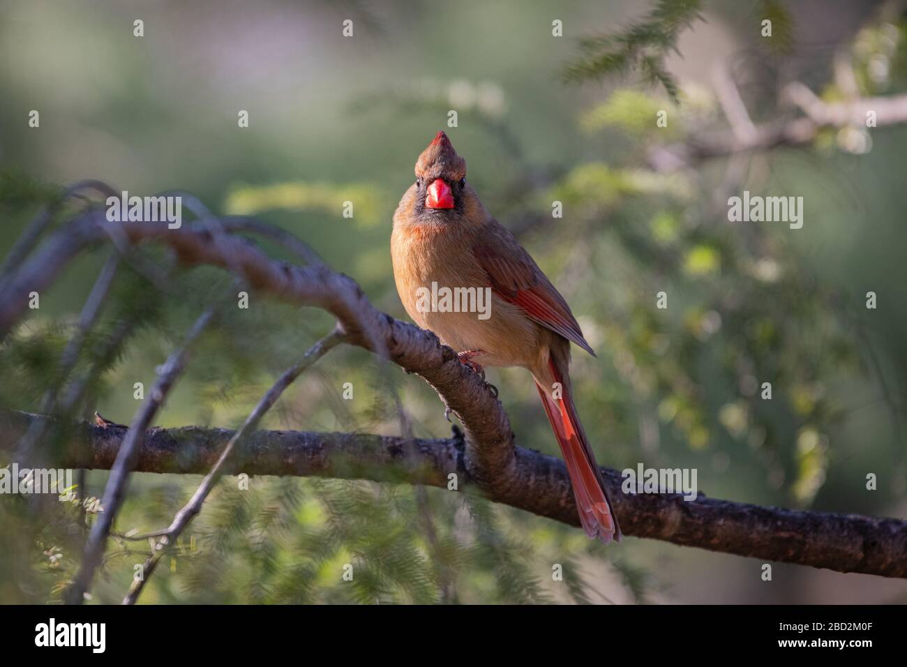 A female northern cardinal perched on a branch. Stock Photo