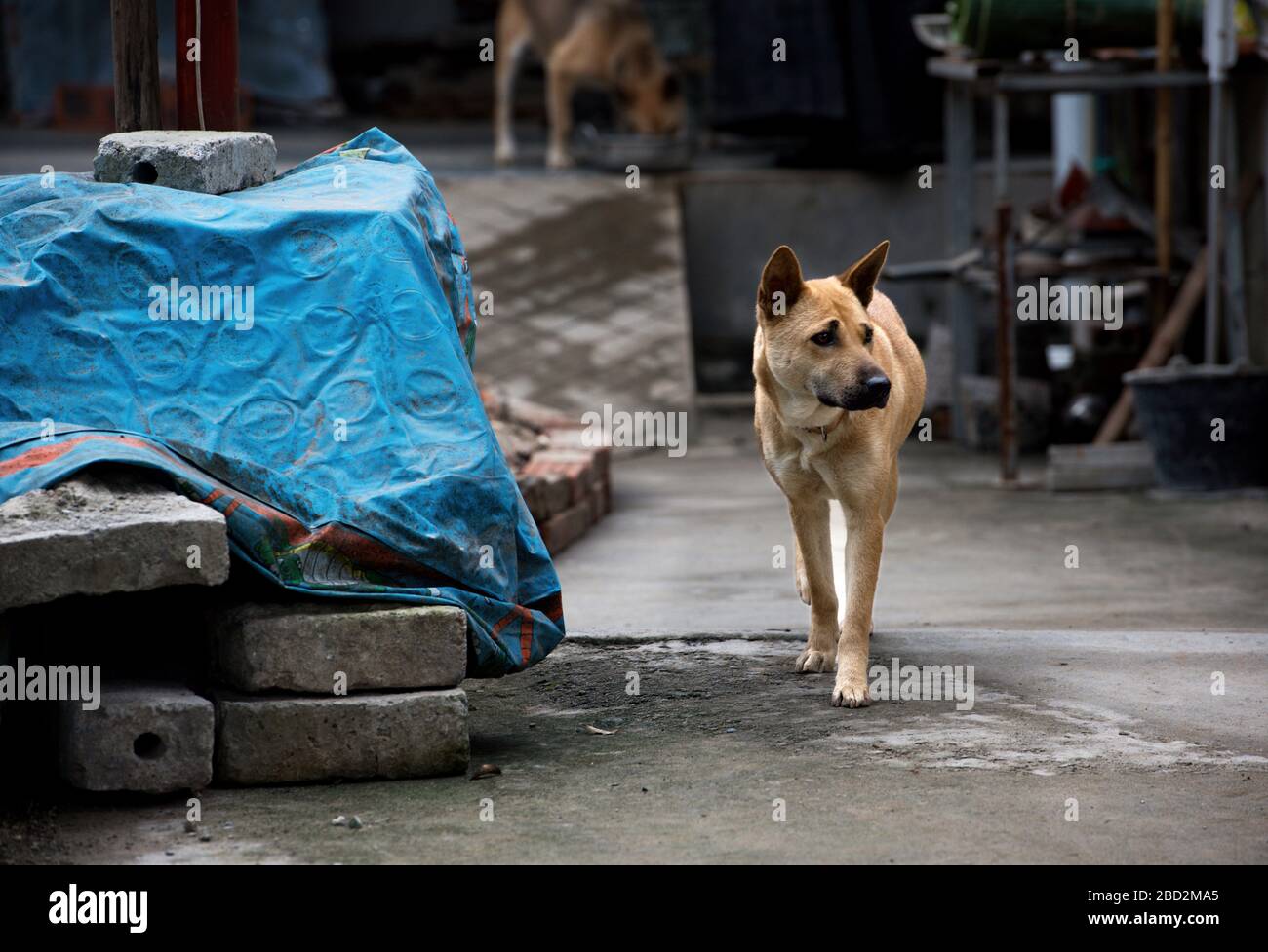 inistioge dog pound