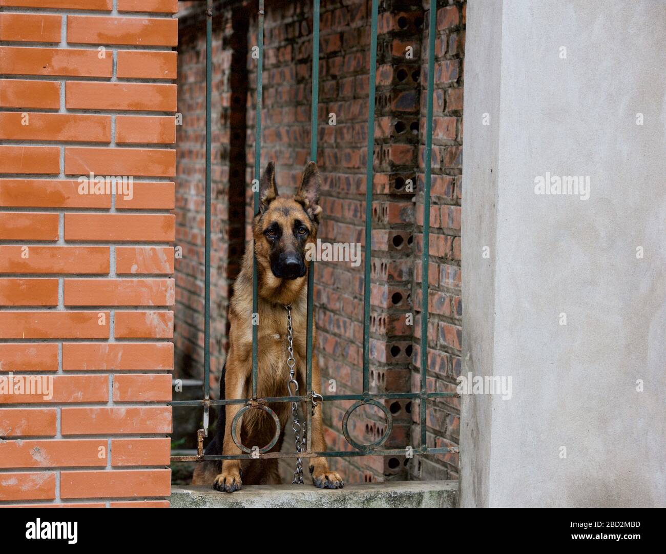 German shepherd store home security