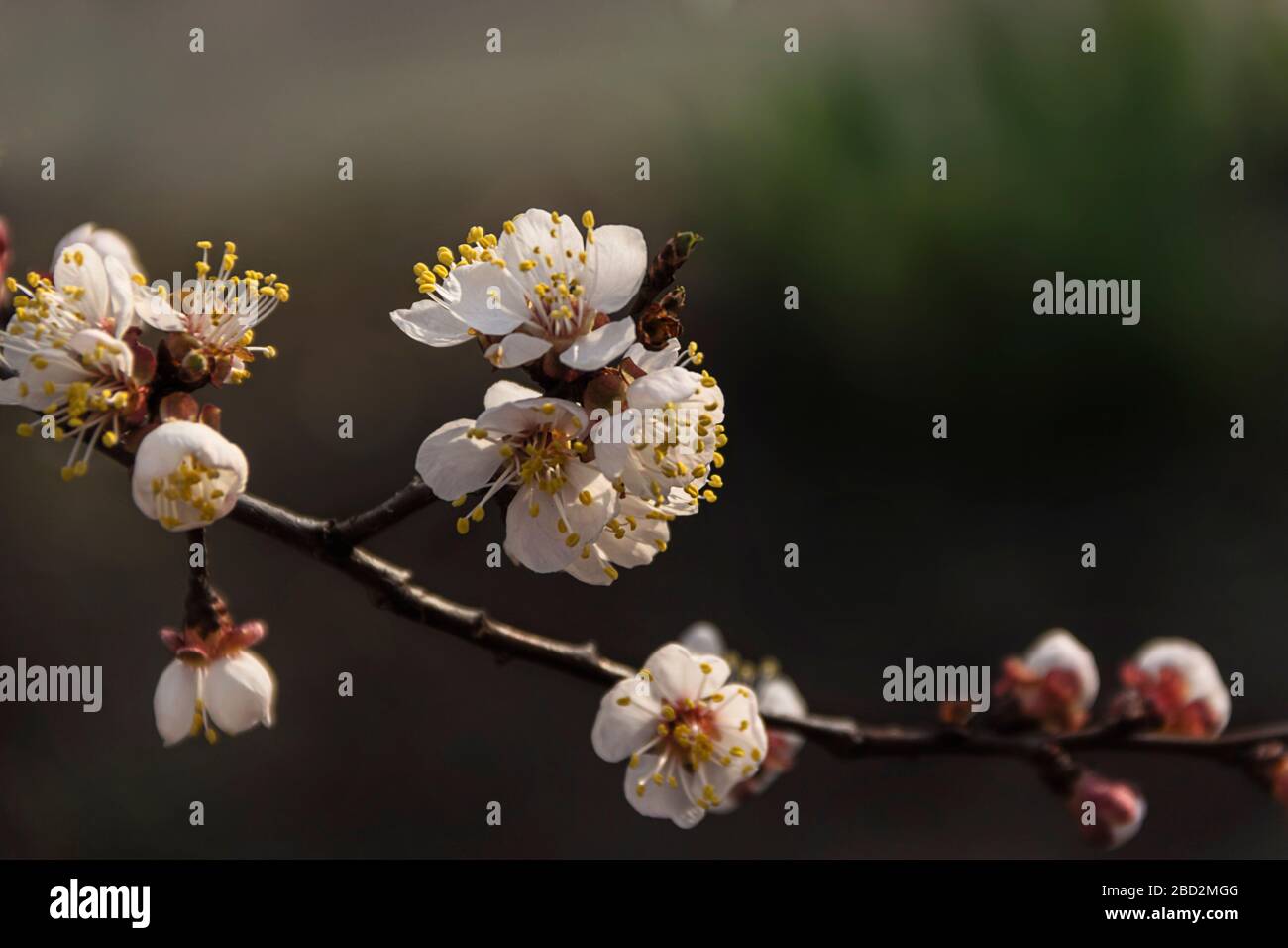 White apricot flower blooms in spring Stock Photo Alamy