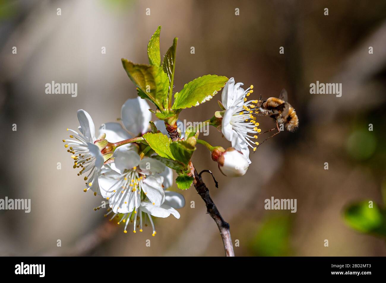 Darkedged beefly, Bombylius major, feeding on cherry blossom. The bee