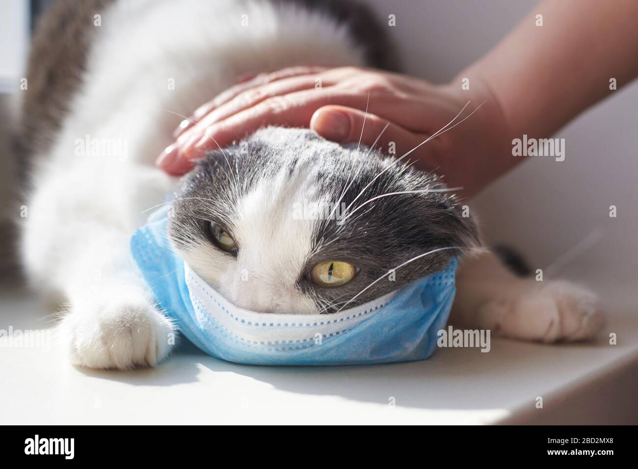 Коронавирус у кошек симптомы