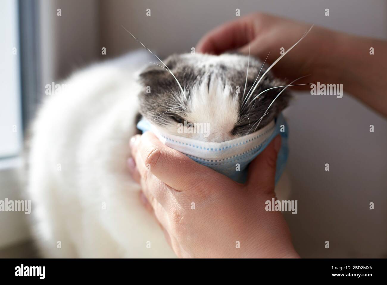 The owner puts on a medical mask on his funny cat. Stock Photo