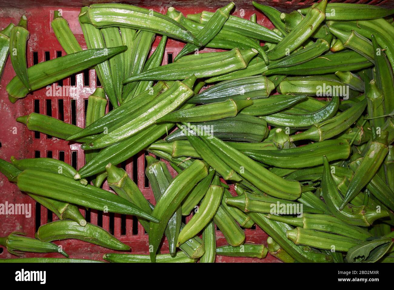 Okra seed pods hires stock photography and images Alamy
