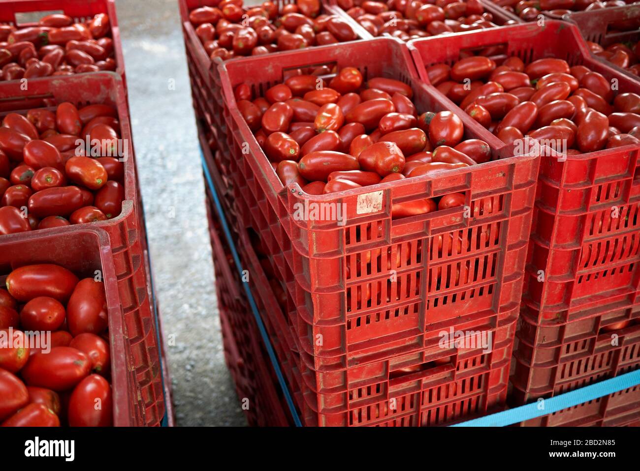 Tomatoes for sauce in a farmers market Stock Photo