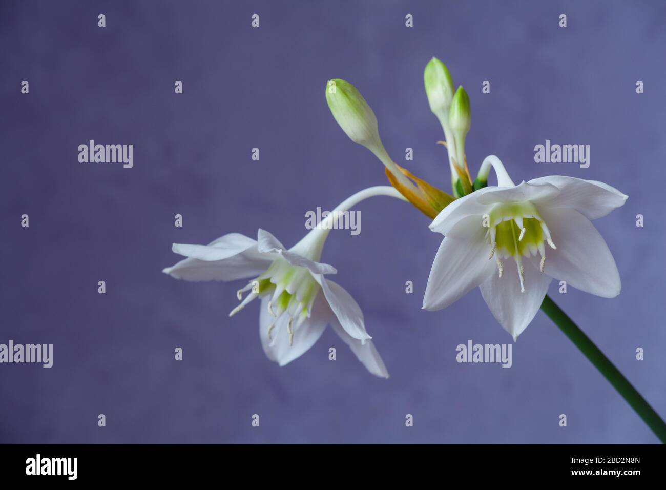 Beautiful Eucharis, the English name Amazon lily, flower close up against blue background. Stock Photo