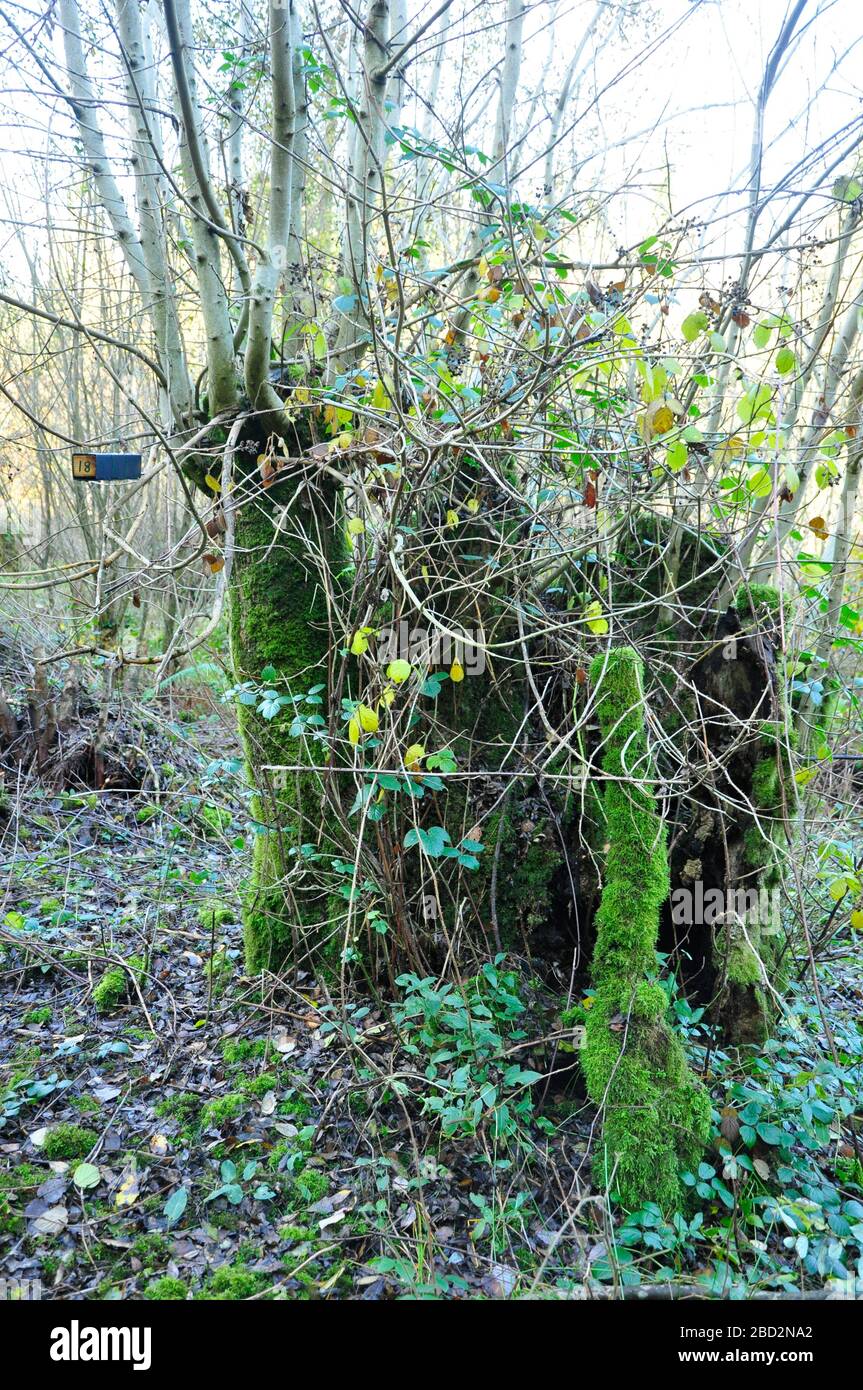 A moss and fern covered Stoggle in winter in woodland at Nettlebridge,Somerset. UK. A method of coppicing to allow sheep to graze under a canopy of tr Stock Photo