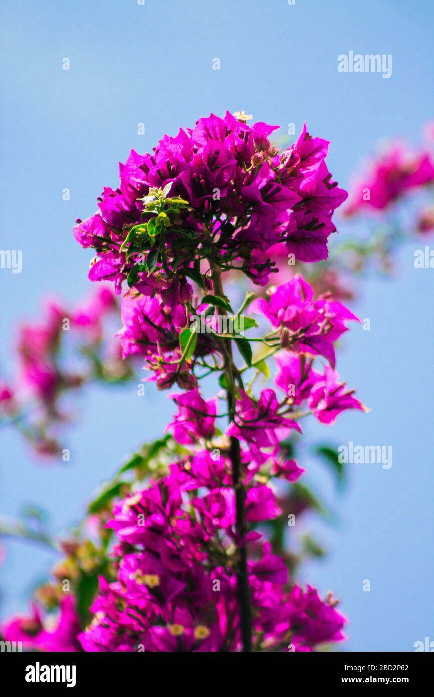 Limassol Cyprus April 06, 2020 View of flowers growing in the streets