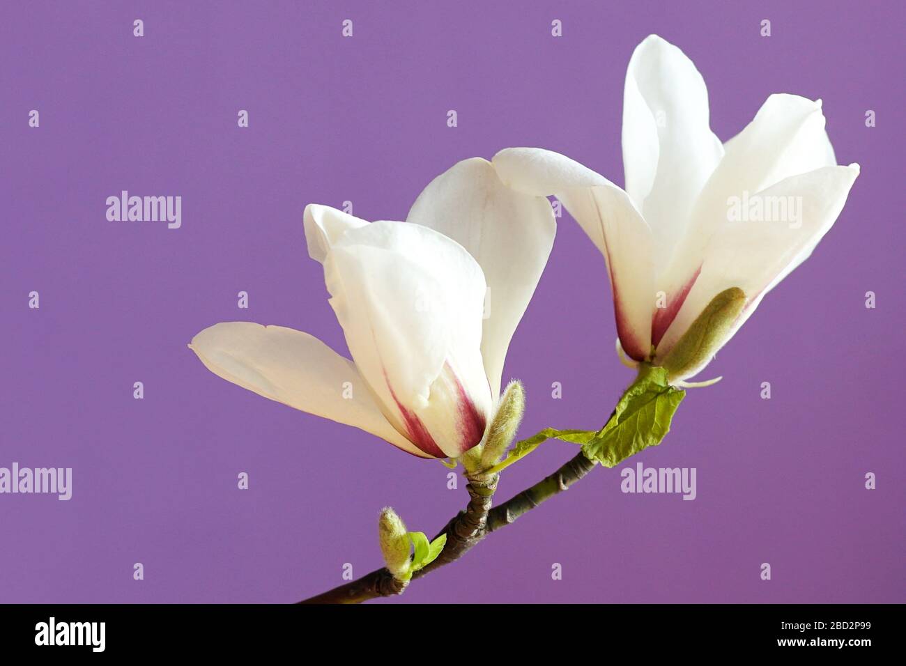 magnolia - flower - purple background Stock Photo