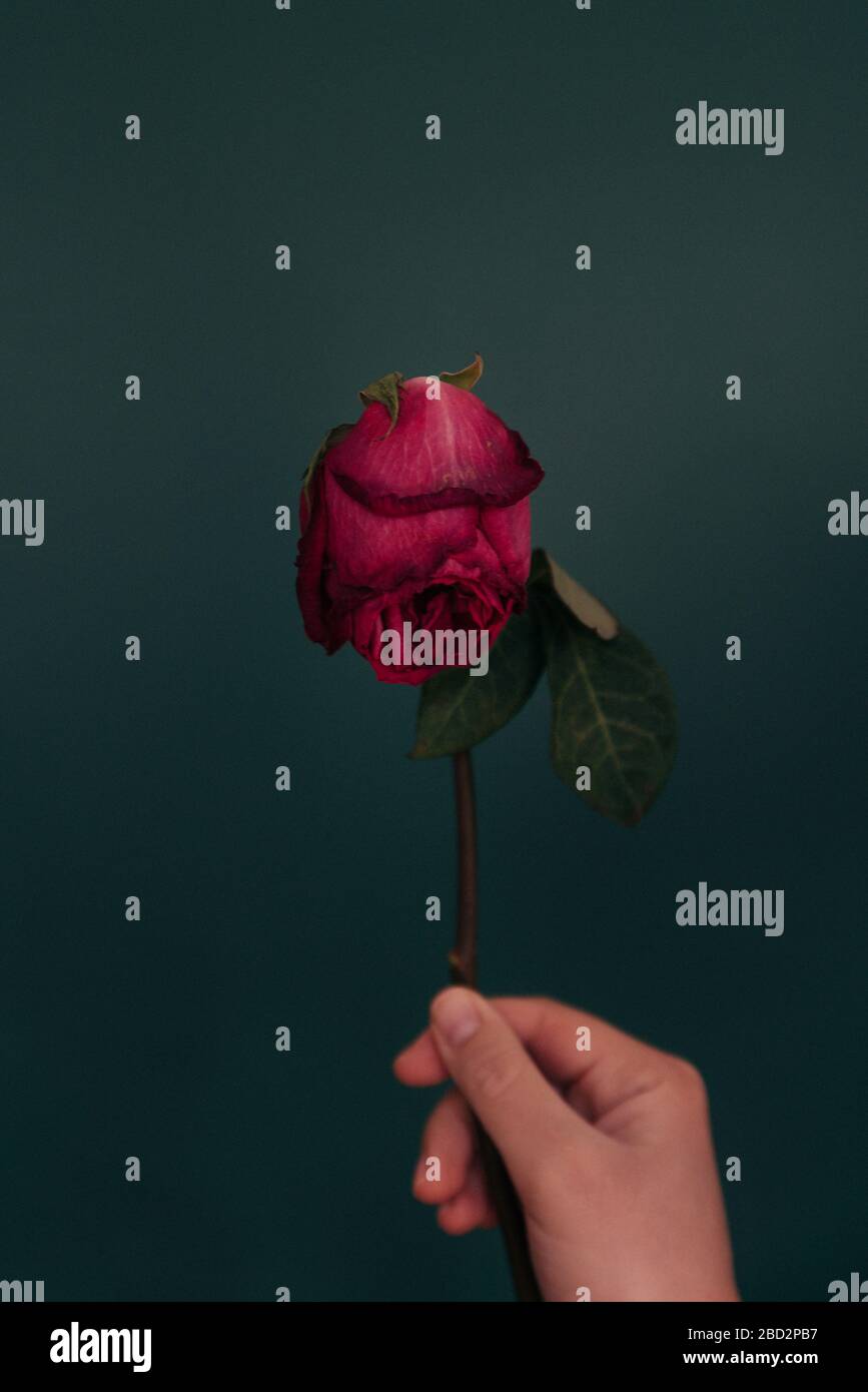 Woman's hand holding dried red rose front of green background Stock ...