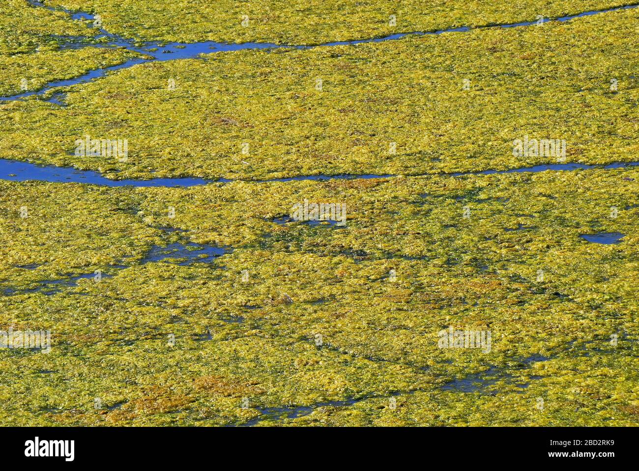 Veneto, Italy. Po Delta, summer eutrophication. Excessive proliferation of algae due to summer heat. Stock Photo