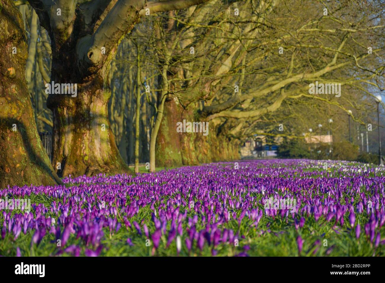Crocuses, Purple flowers and trees in park, Stettin, Szczecin Stock Photo