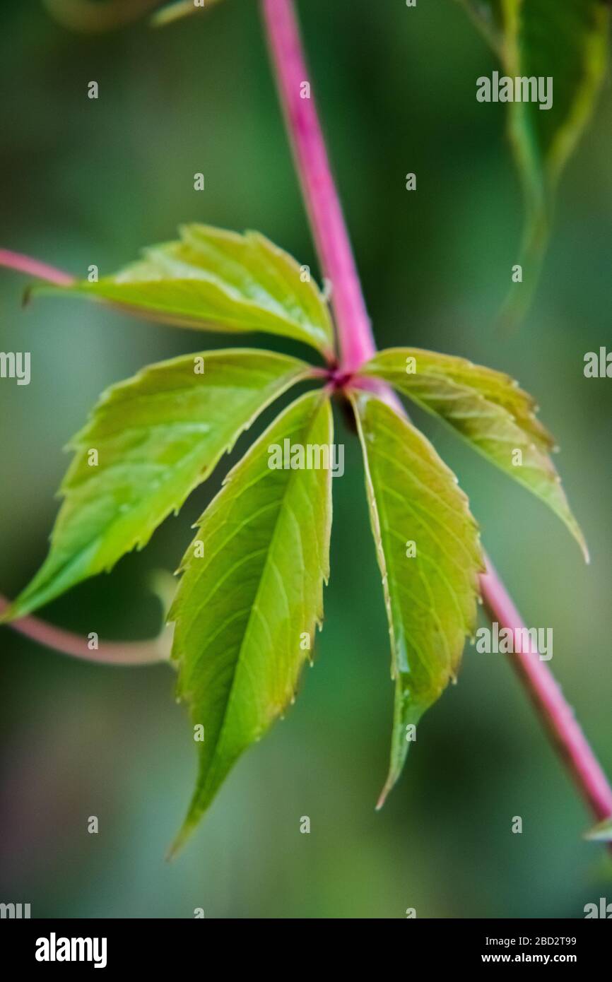 Autumn rose hip tree background. Green textured rose hip leaves closeup ...