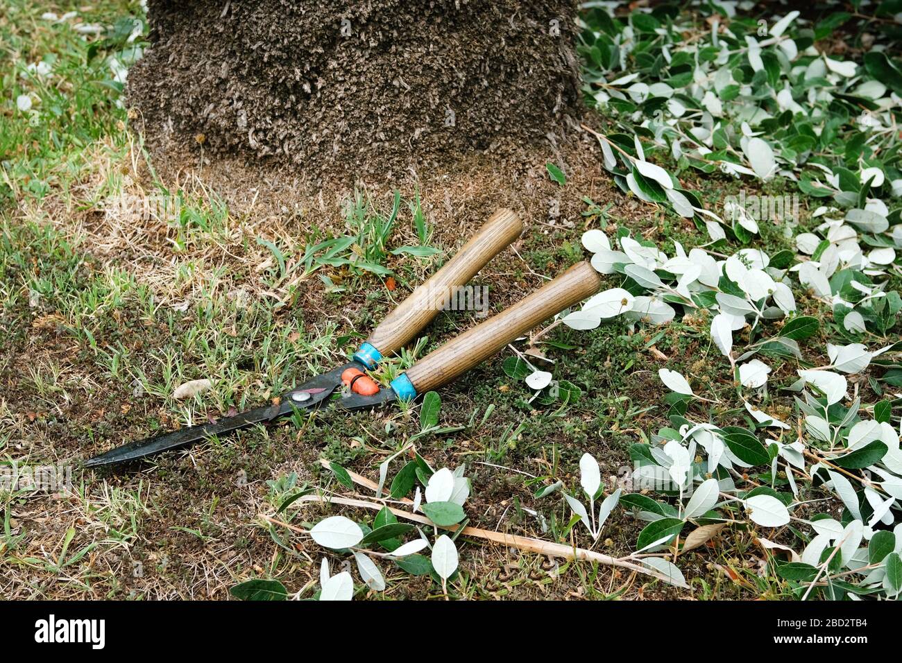 Garden clippers lie on ground after cutting branches. Concept of cutting trees and shrubs. Stock Photo